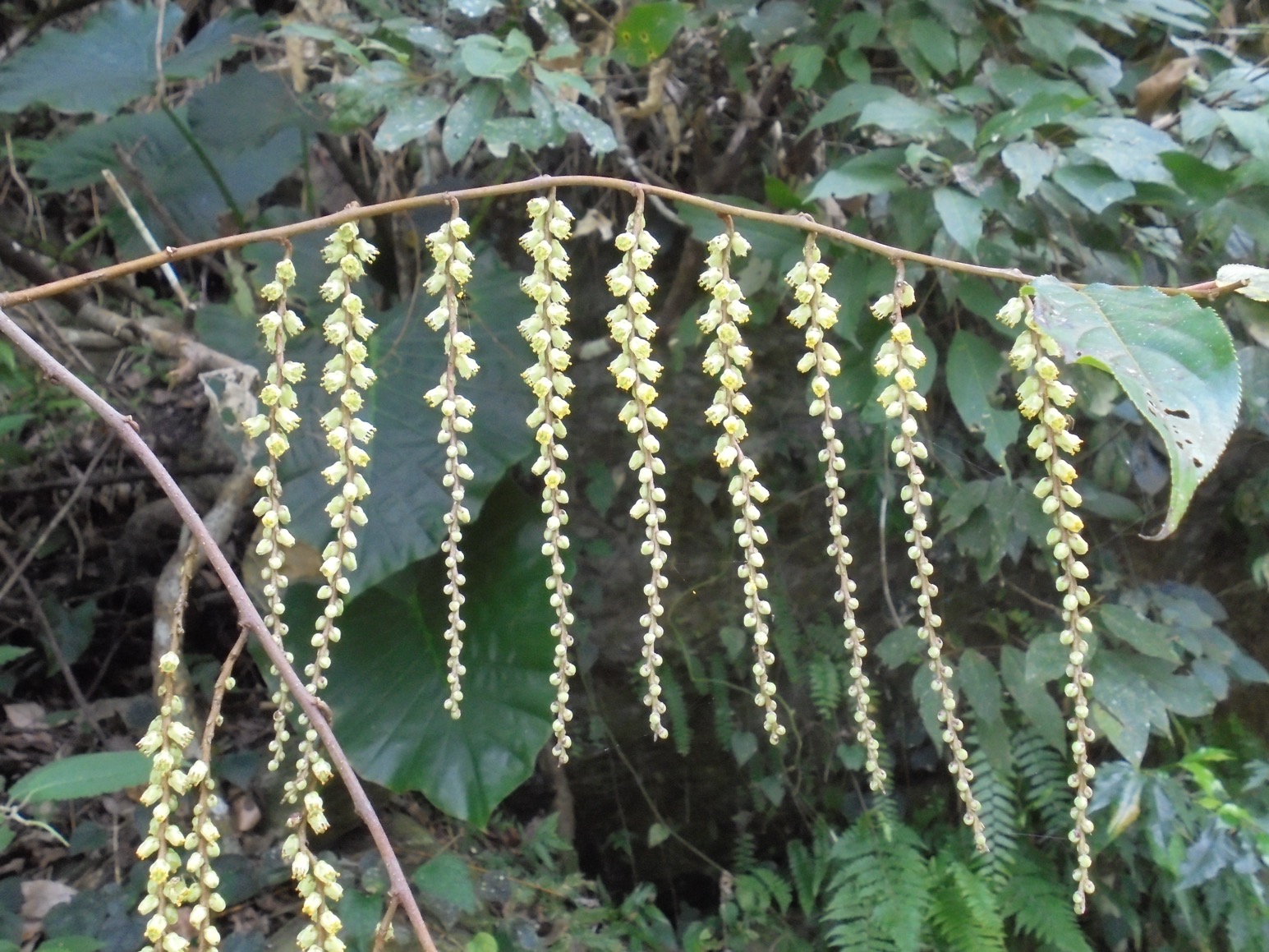 TBD 臺灣野生植物資料庫