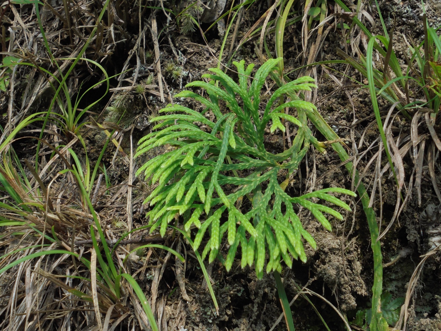 TBD 臺灣野生植物資料庫